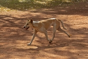 dingo-picture;dingo;dingo-mixed-with-domestic-dog;dingo-mixed-with-camp-dog;dingo-mix;canis-lupus-di