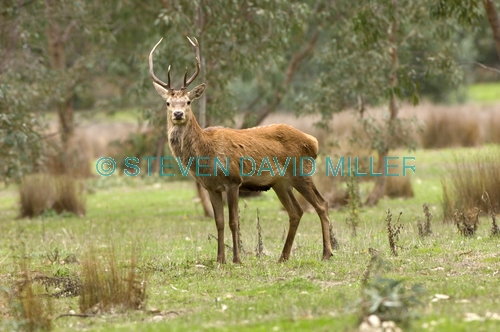 red deer;deer;buck;cervus elaphus;introduced animals;feral animals;grampians;steven david miller
