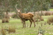 red-deer;deer;buck;cervus-elaphus;introduced-animals;feral-animals;grampians;steven-david-miller
