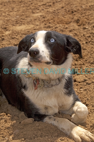 dog;australian sheepdog;australian sheep dog;canis lupus;australian sheepdog resting;station dog;steven david miller
