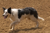dog;australian-sheepdog;australian-shepherd;australian-sheep-dog;canis-lupus-familiaris;australian-s