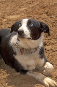 dog;australian-sheepdog;australian-sheep-dog;canis-lupus;australian-sheepdog-resting;station-dog;ste