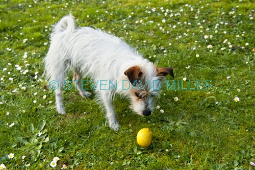 dog;terrier;wire-haired terrier;terrier cross;small dog;white dog;dog with brown eye patch;white dog with brown face;dog in grass;dog on lawn;dog with lemon;dog looking at something;dog looking at plaything;steven david miller