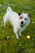 dog;terrier;wire-haired-terrier;terrier-cross;small-dog;white-dog;dog-with-brown-eye-patch;white-dog