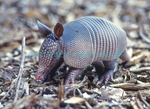 nine-banded armadillo picture;nine-banded armadillo;nine banded armadillo;long-nosed armadillo;long nosed armadillo;armadillo;casypus novemcinctus;southern united states armadillo;texas armadillo;baby armadillo;cute baby animal;southwest florida;the conservancy naples;steven david miller