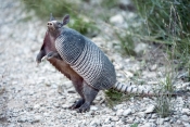nine-banded-armadillo-picture;nine-banded-armadillo;nine-banded-armadillo;long-nosed-armadillo;long-