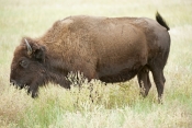 bison;american-bison-picture;american-bison;buffalo;bison-bison;male-bison;adult-bison;bison-with-ho