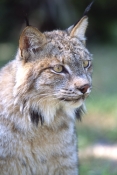 canadian-lynx-picture;canadian-lynx;lynx;head-portrait-of-canadian-lynx;captive-canadian-lynx;threat