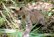 cougar-cub-picture;cougar-cub;puma-cub-picture;puma-cub;mountain-lion-cub-picture;mountain-lion-cub;