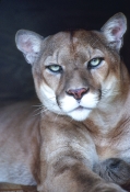 cougar-picture;cougar;puma-picture;puma;mountain-lion-picture;mountain-lion;puma-concolor-cougar;cap