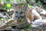 cougar-cub-picture;cougar-cub;puma-cub-picture;puma-cub;mountain-lion-cub-picture;mountain-lion-cub;