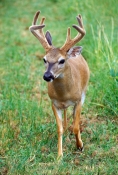 florida-key-deer-picture;florida-key-deer;key-deer;small-white-tailed-deer;odocoileus-virginianus-cl