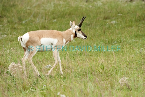 pronghorn picture;pronghorn;prong buck;pronghorn antelope;antilocapra americana;pronghorn at custer state park;pronghorn foraging;male pronghorn;custer state park;south dakota state park