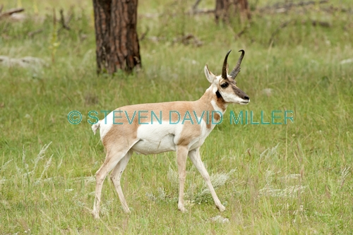 pronghorn picture;pronghorn;prong buck;pronghorn antelope;antilocapra americana;pronghorn at custer state park;pronghorn foraging;male pronghorn;custer state park;south dakota state park;pronghorn walking
