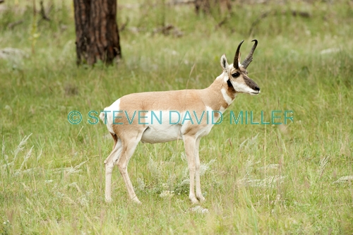 pronghorn picture;pronghorn;prong buck;pronghorn antelope;antilocapra americana;pronghorn at custer state park;pronghorn foraging;male pronghorn;custer state park;south dakota state park;pronghorn standing