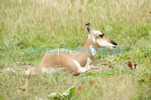 pronghorn picture;pronghorn;prong buck;pronghorn antelope;antilocapra americana;pronghorn at custer state park;pronghorn foraging;young pronghorn;custer state park;south dakota state park;pronghorn eating;pronghorn sitting