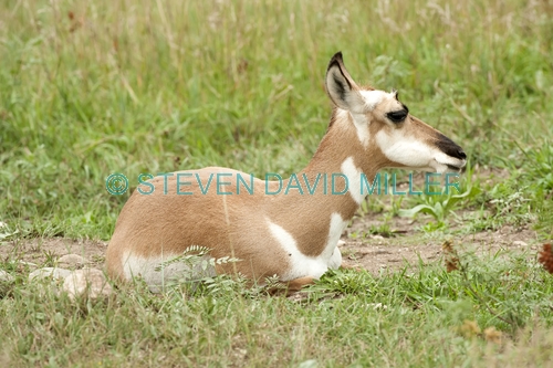 pronghorn picture;pronghorn;prong buck;pronghorn antelope;antilocapra americana;pronghorn at custer state park;pronghorn foraging;young pronghorn;custer state park;south dakota state park;pronghorn eating;pronghorn sitting