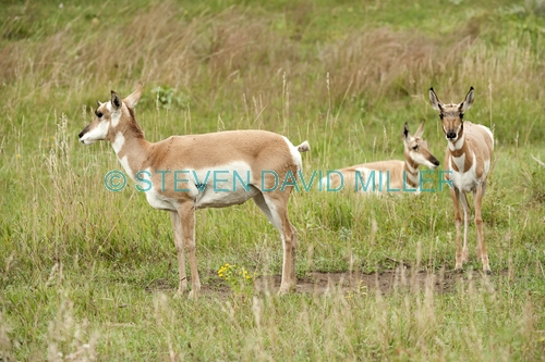 pronghorn picture;pronghorn;prong buck;pronghorn antelope;antilocapra americana;pronghorn at custer state park;pronghorn foraging;custer state park;south dakota state park;pronghorn group