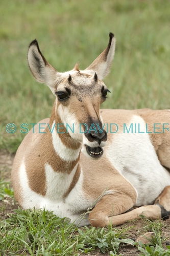 pronghorn picture;pronghorn;prong buck;pronghorn antelope;antilocapra americana;pronghorn at custer state park;pronghorn foraging;female pronghorn;custer state park;south dakota state park;pronghorn eating;pronghorn sitting