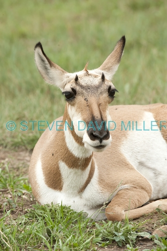 pronghorn picture;pronghorn;prong buck;pronghorn antelope;antilocapra americana;pronghorn at custer state park;pronghorn foraging;female pronghorn;custer state park;south dakota state park;pronghorn eating;pronghorn sitting