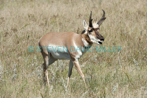 pronghorn picture;pronghorn;prong buck;pronghorn antelope;antilocapra americana;pronghorn at custer state park;pronghorn foraging;male pronghorn;custer state park;south dakota state park
