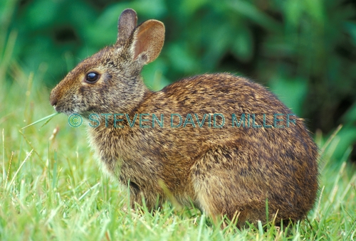 marsh rabbit picture;marsh rabbit;cottontail rabbit;cotton tail rabbit;royal palm;everglades national park;florida national park;rabbit eating