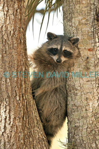 raccoon picture;southern raccoon;raccoon;procyon lotor;raccoon in tree;raccoon looking at camera;raccoon eye contact;eye contact;cute raccoon picture;curious;attentive;paying attention;southwest florida;florida;florida mammals;smaller raccoon race;steven david miller