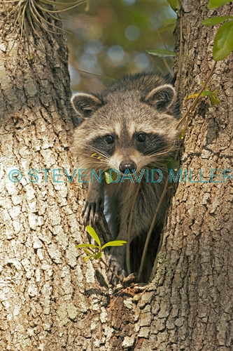 raccoon picture;southern raccoon;raccoon;procyon lotor;raccoon in tree;raccoon looking at camera;raccoon eye contact;eye contact;cute raccoon picture;curious;attentive;paying attention;southwest florida;florida;florida mammals;smaller raccoon race;steven david miller