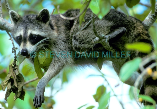 raccoon picture;southern raccoon;raccoon;procyon lotor;raccoon panting;raccoon drooling;raccoon in tree;cute raccoon picture;ding darling national wildlife refuge;sanibel island