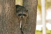 raccoon-picture;southern-raccoon;raccoon;procyon-lotor;raccoon-in-tree;raccoon-looking-at-camera;rac