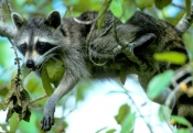 raccoon-picture;southern-raccoon;raccoon;procyon-lotor;raccoon-panting;raccoon-drooling;raccoon-in-t
