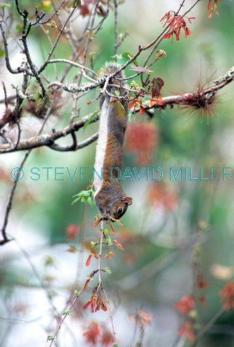 eastern gray squirrel picture;gray squirrel;grey squirrel;squirrel;Sciurus carolinensis;corkscrew swamp sanctuary;southwest florida;squirrel eating