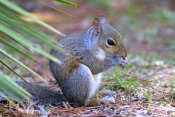 gray-squirrel-picture;gray-squirrel;eastern-gray-squirrel;grey-squirrel;sciurus-carolinensis;squirre