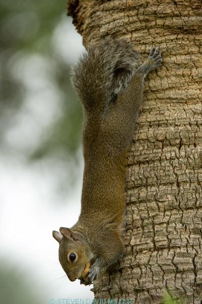 grey squirrel;gray squirrel;tree squirrel