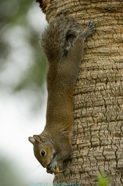 grey squirrel;gray squirrel;tree squirrel