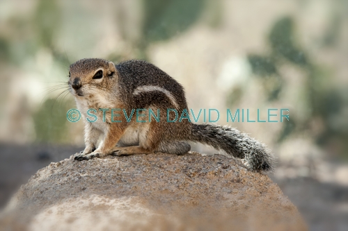 harris antelope squirrel;harris' antelope squirrel;antelope squirrel;squirrel;ground squirrel;cute little animal;family sciuridae;arizona sonora desert museum;desert squirrel
