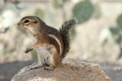 harris-antelope-squirrel;harris-antelope-squirrel;antelope-squirrel;squirrel;ground-squirrel;cute-li