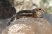 harris-antelope-squirrel;harris-antelope-squirrel;antelope-squirrel;squirrel;ground-squirrel;cute-li