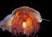 red-face-hermit-crab-picture;hermit-crab-picture;marine-hermit-crab;red-face-hermit-crab;red-face-he