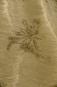Sand Bubbler Crab (patterns)