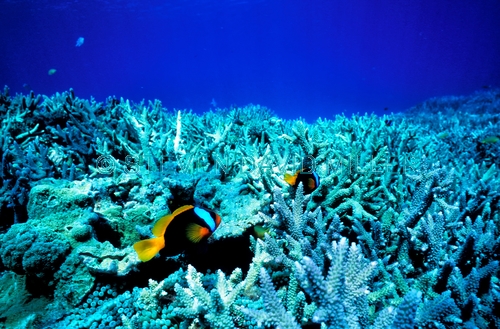 black anemonefish;anemonefish picture;anemonefish;anemone fish;amphiprion melanopus;lady musgrave island;great barrier reef;capricorn bunker section;clownfish;clown fish