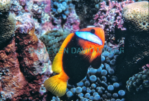 black anemonefish;anemonefish picture;anemonefish;anemone fish;amphiprion melanopus;lady elliot island;great barrier reef;capricorn bunker section;clownfish;clown fish