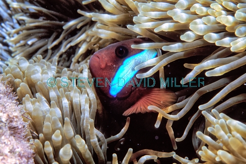 black anemonefish;anemonefish picture;anemonefish;anemone fish;amphiprion melanopus;wilson island;great barrier reef;capricorn bunker section;clownfish;clown fish