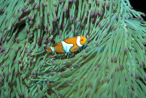 clown anemonefish;anemonefish;anemonefish picture;anemone fish;nemo fish;amphiprion percula;great barrier reef;australian anemonefish