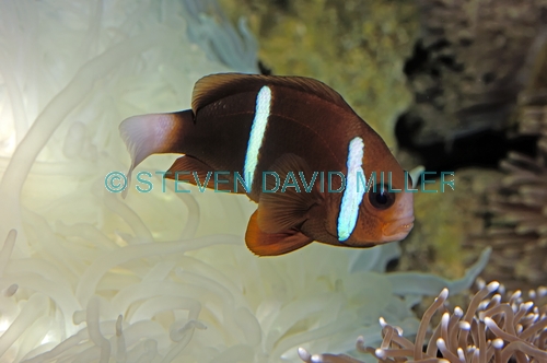 two-banded anemonefish;barrier reef anemonefish;anemonefish picture;anemonefish;anemone fish;amphiprion akindynos