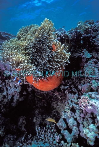 two-banded anemonefish;barrier reef anemonefish;anemonefish picture;anemonefish;anemone fish;amphiprion akindynos;lady musgrave island;great barrier reef