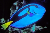 bluetang-fish;bluetang-fish-picture;blue-tang;indo-pacific-bluetang;palette-surgeonfish;surgeonfish;