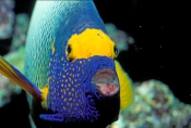 Pomacanthus-xanthometopon;angelfish-picture;angelfish;angel-fish;yellowmask-angelfish;yellow-faced-a
