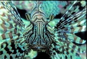 Pterios-volitans;firefish;red-firefish;fire-fish;red-fire-fish;scorpion-fish;lionfish-lion-fish;grea