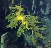 Leafy Seadragon
